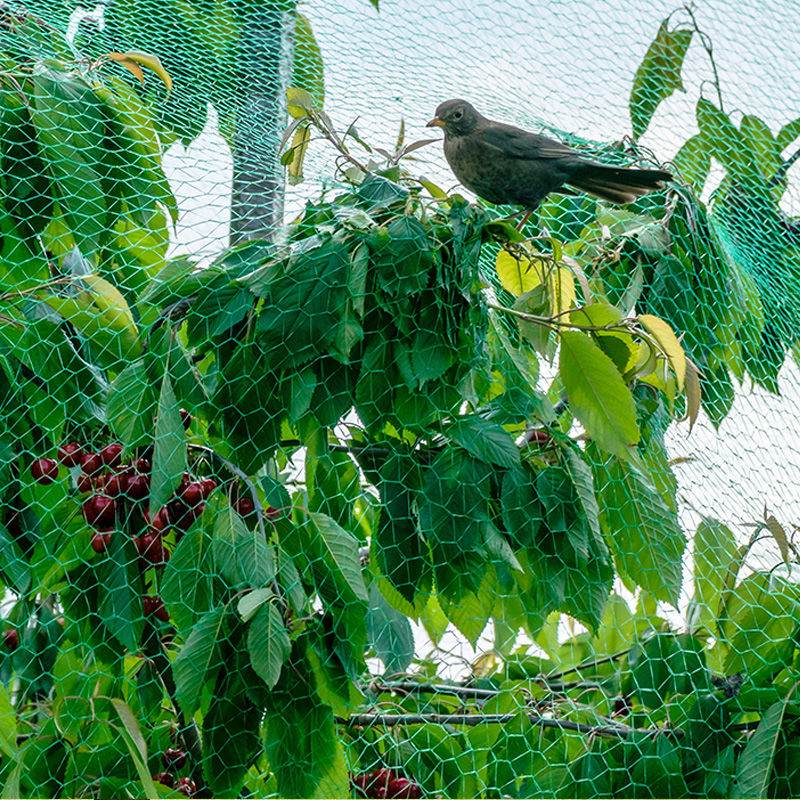 Ang papel na ginagampanan ng orchard anti-bird net at kung paano pumili ng anti-bird net