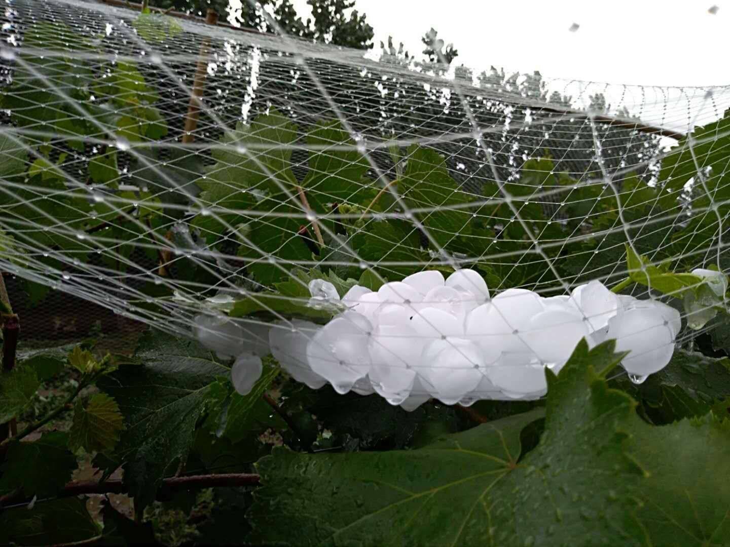 Pang-agrikulturang Anti-Hail Net