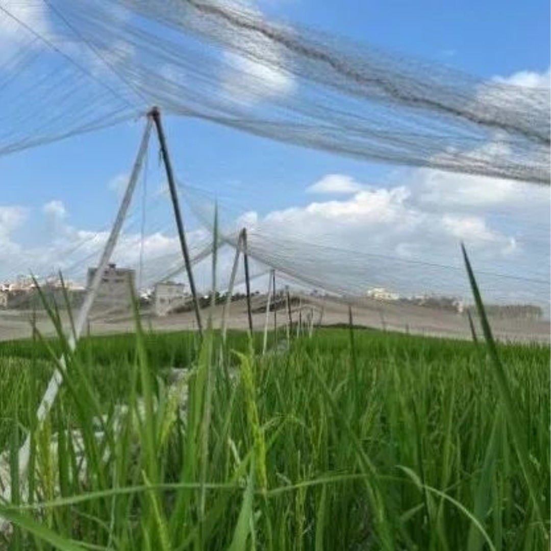 Anti Bird Net para sa Palayan