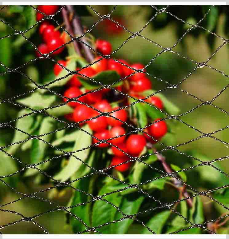 Anti Bird Netting para sa Prutas