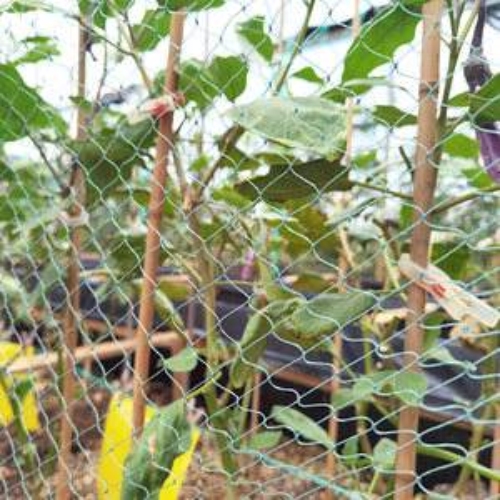 Bird Barrier Netting