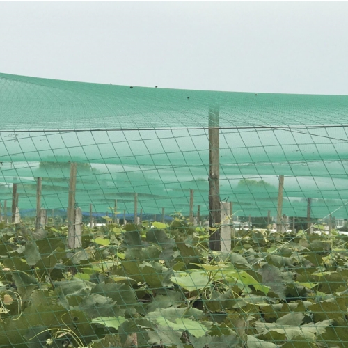 HDPE Anti-bird Netting